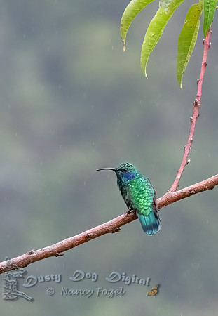 Lesser Violetear