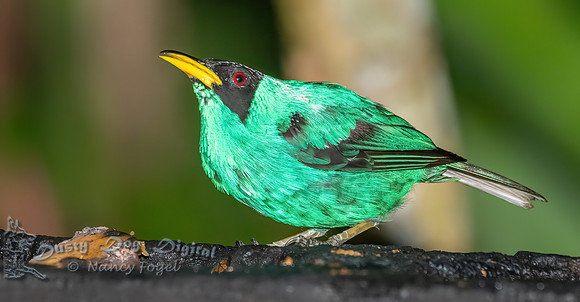 Green Honeycreeper
