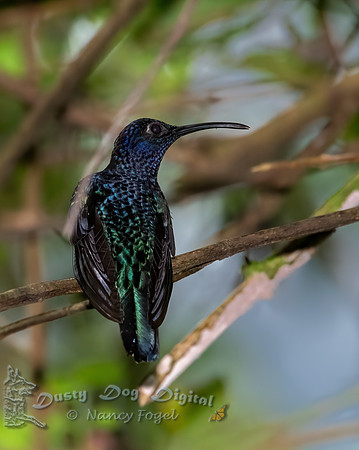 Violet Sabrewing