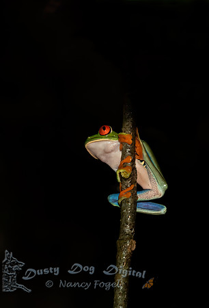 Red-eyed Tree Frog