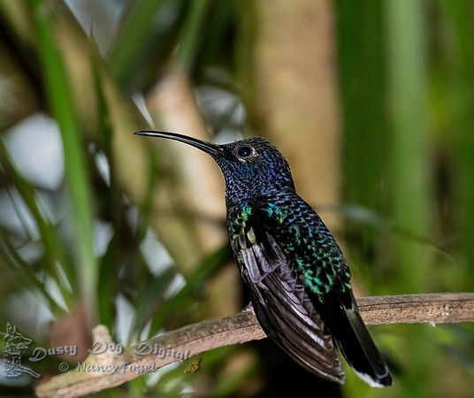 Violet Sabrewing
