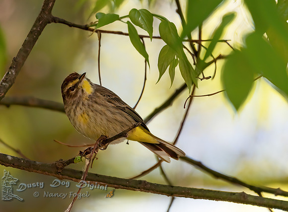 Yellow-throated Warbler