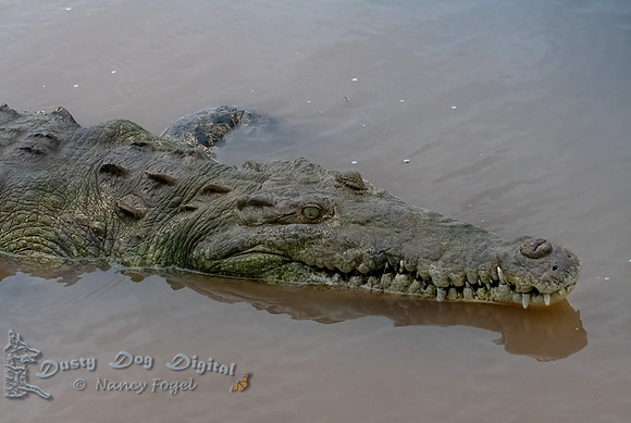 Crocodile