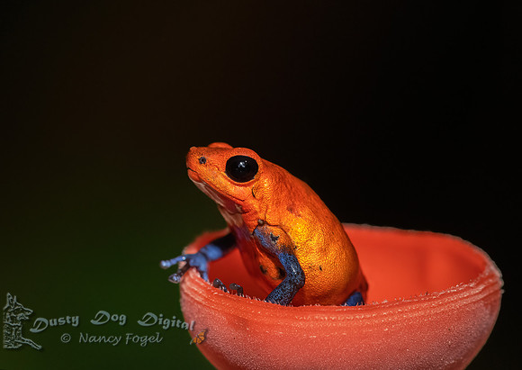 Bllue-jeans Poison Dart Frog, sitting in mushroom