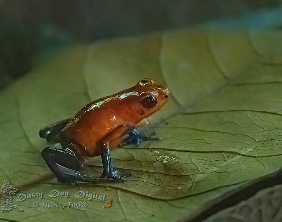 Blue-jeans Poison Dart Frog