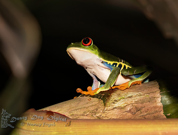 Red-eyed Tree Frog