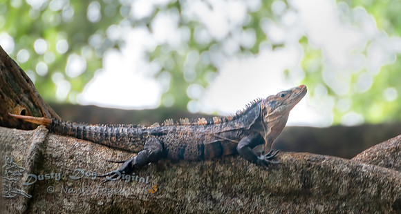Iguana