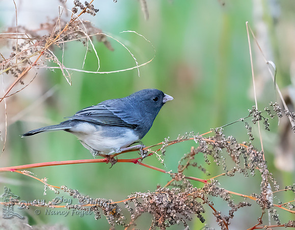 Dark-eyed Junco, Slate-colored varient, Backyard, Vermont