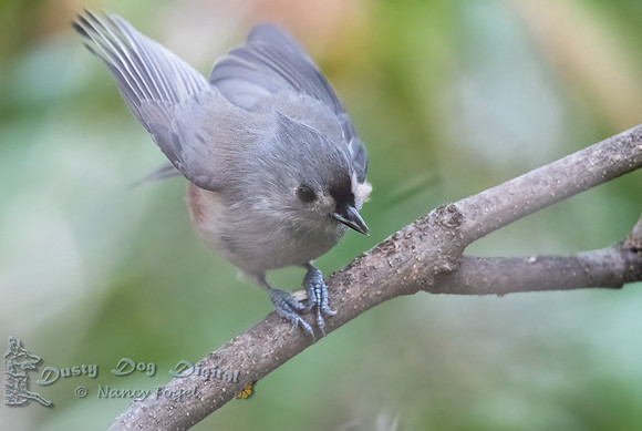 Tufted Titmouse, Backyard, Vermont