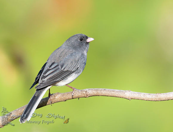 Dark-eyed Junco, Slate-colored varient, Backyard, Vermont