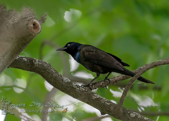 Common Grackle, Backyard Vermont