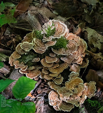 Turkey Tail Mushroom, Eagle Mountain Natural Area, VT