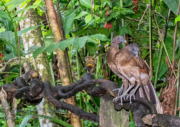 Chachalaca Pair and Flycatcher Pair