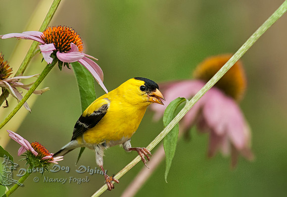 Goldfinch, Montclair, NJ