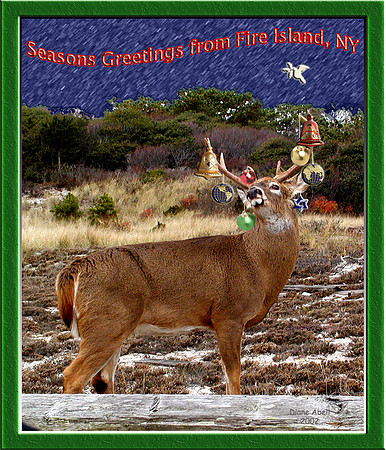 2002 Seasons GreetingsPhoto of buck taken at Sunken Forest, Fire Island National Seashore