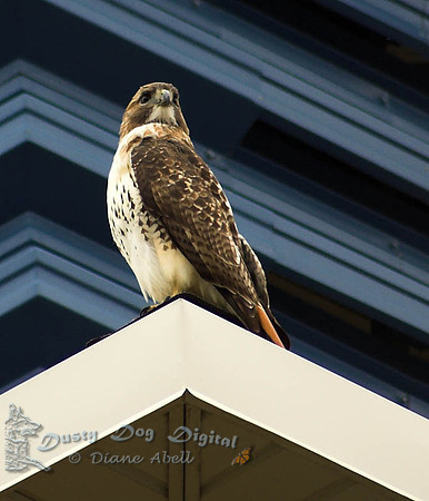Red-tailed Hawk<I>Buteo jamaicensis</I>