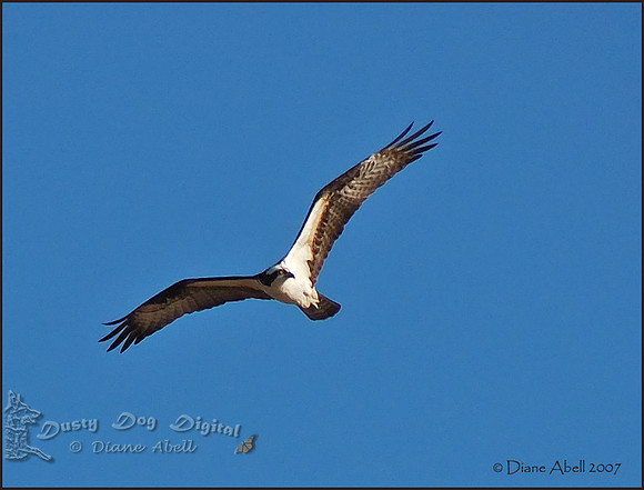 Osprey