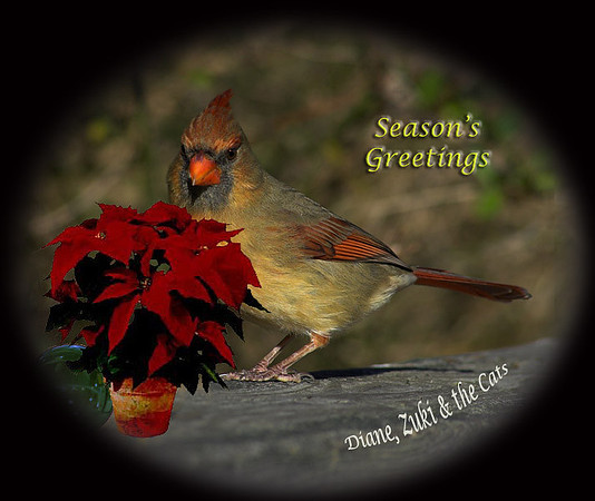 2006 Seasons GreetingsFemale Cardinal