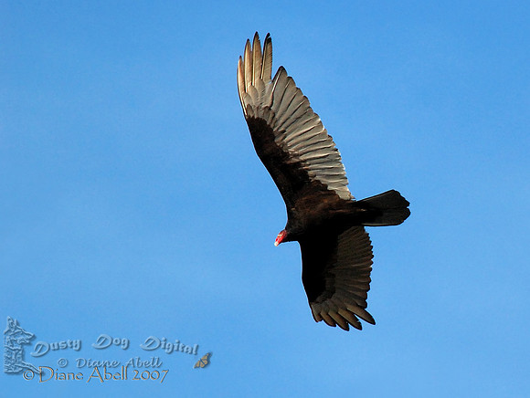 Turkey Vulture