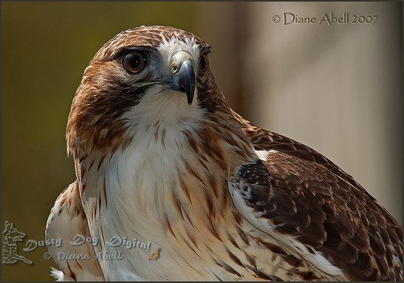 Red-tailed Hawk Portrait