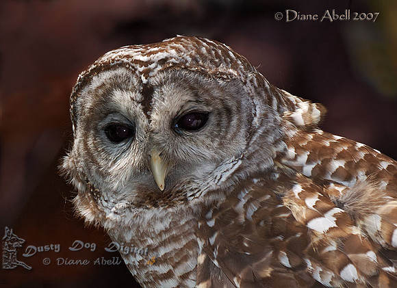 Barred Owl Portrait