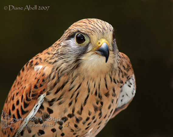 American Kestrel Portrait