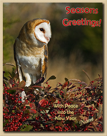 2009 Seasons GreetingsBarn Owl
