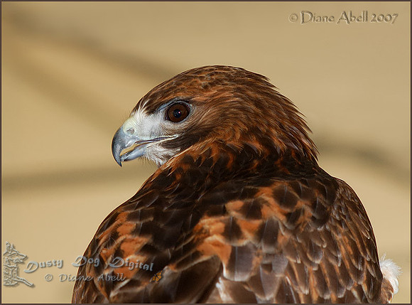 Red-tailed Hawk Portrait