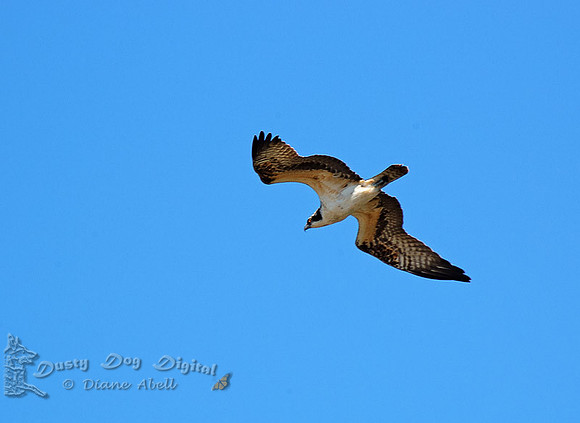 Migrating Osprey
