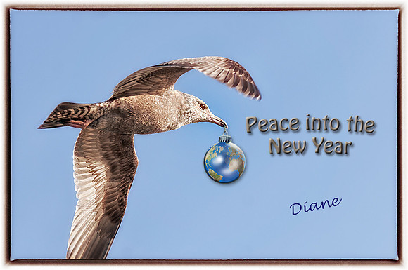 2012 Seasons Greetings1st Year Herring Gull