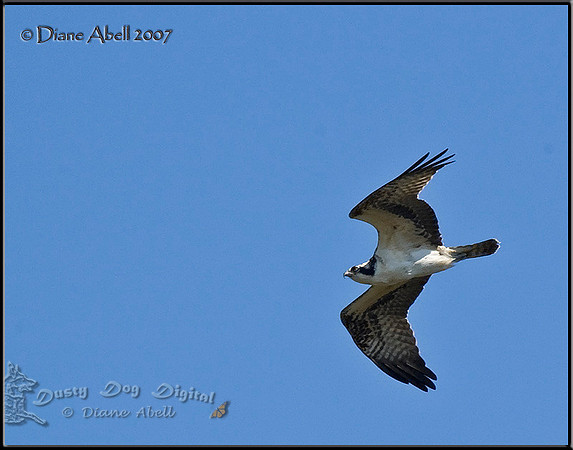 Migrating Osprey