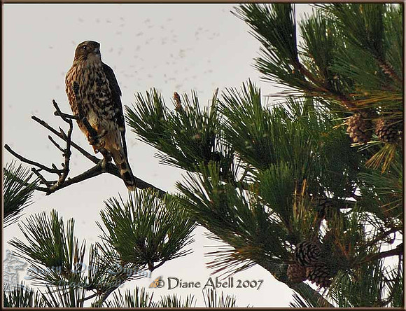 Merlin surrounded by flies