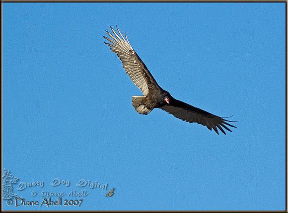 Turkey Vulture