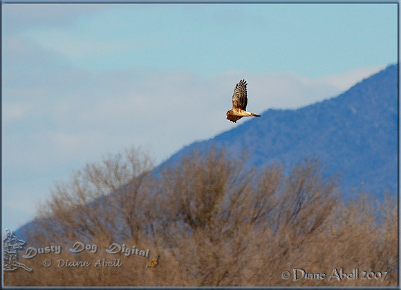 Northern Harrier