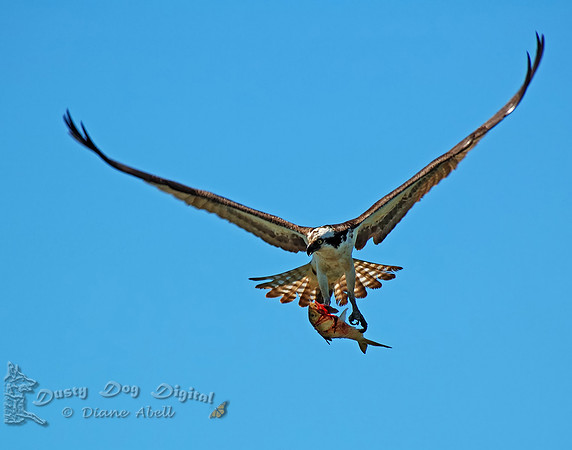 Osprey carrying the bluefish back to nest of waiting chicks.