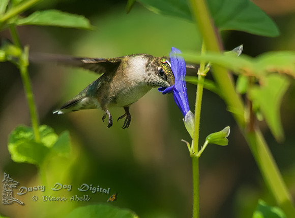 Ruby-throated Hummingbird, FemaleBaiting Hollow, NY