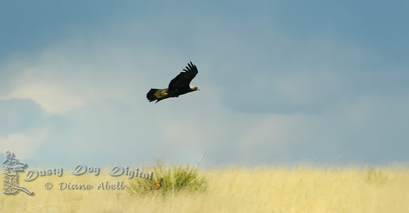 Bald EaglePawnee National Prairie, CO