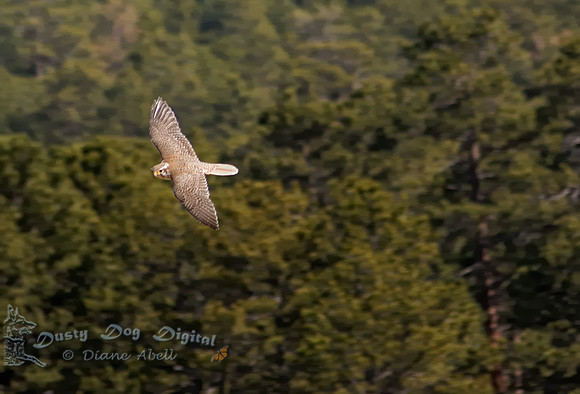 Prairie FalconEstes Park, CO