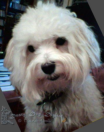 <B>Bogie</B>A puppy at heartEveryone he meets a friendLove walks on four legs<I>~ Frieda Landau</I>