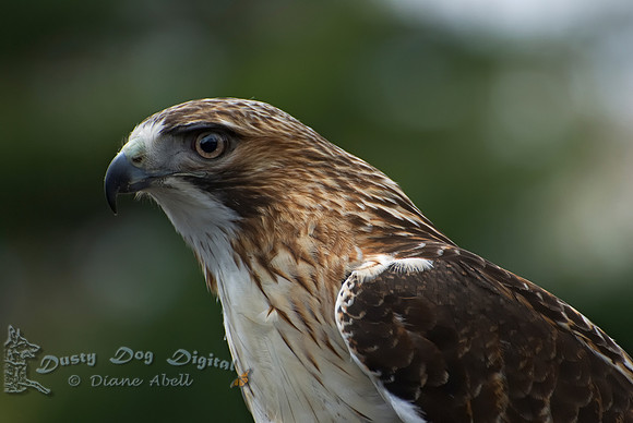 **Copyright to Diane Abell**