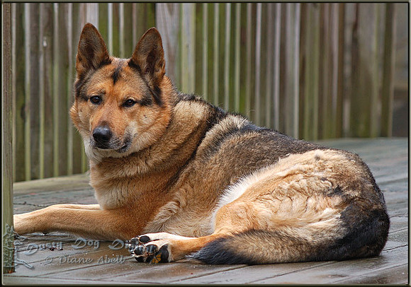 My Beloved Zuki, the Dusty Dog
