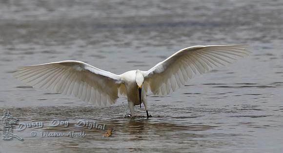 Snowy on the hunt on a very gray day