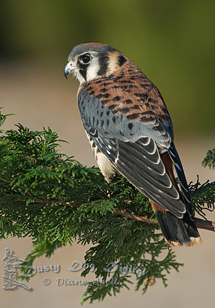 American Kestrel