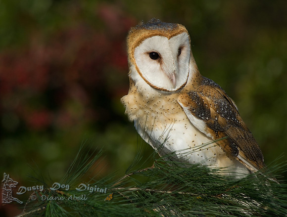 Barn Owl