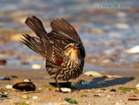 Passerines