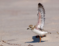 Shorebirds