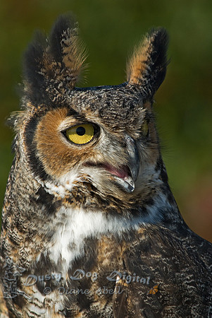 Great-horned Owl