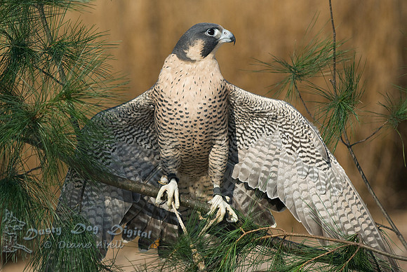 Peregrine Falcon
