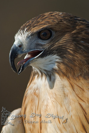 Red-tailed Hawk