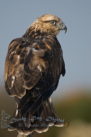 Rough-legged Hawk